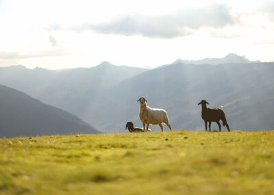 Last Minute, Blitzangebot, Saalbach Last Minute Auszeit, Haus Jausern Last Minute, Angebote für deinen Urlaub