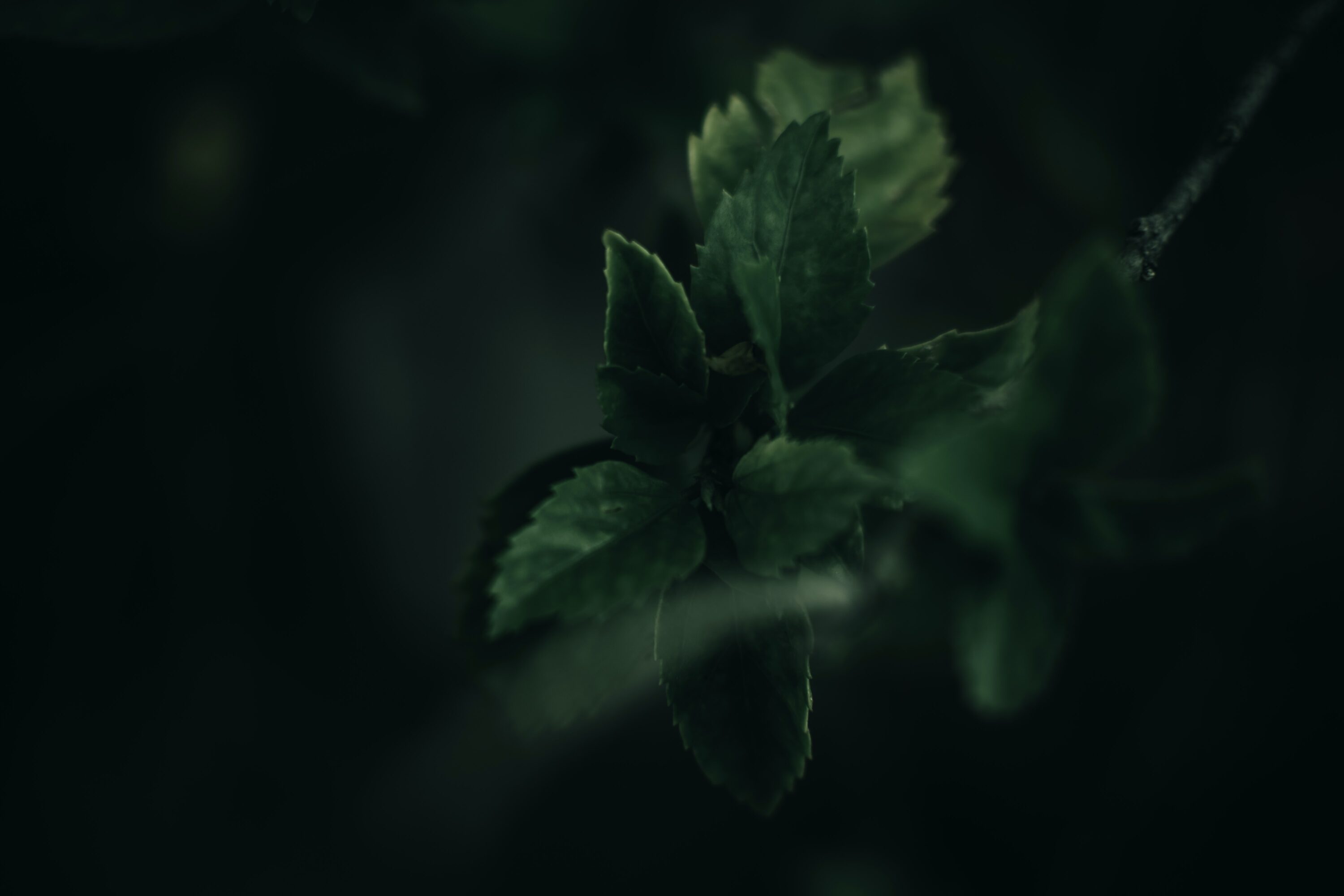 debashis-rc-biswas-ezAE9WHvipg-unsplash Frische Kräuter im Garten des Haus Jausern, probieren und erleben.